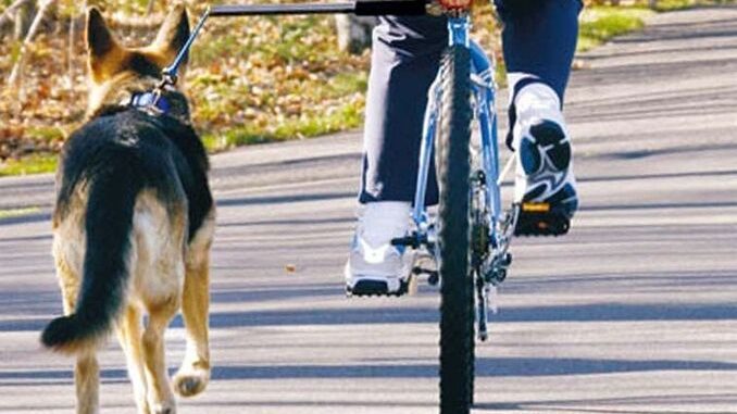 Cane catena bici